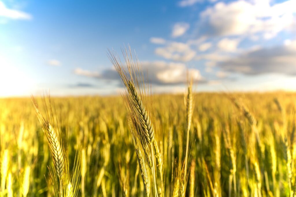 Cereals, the key to food security in the Mediterranean