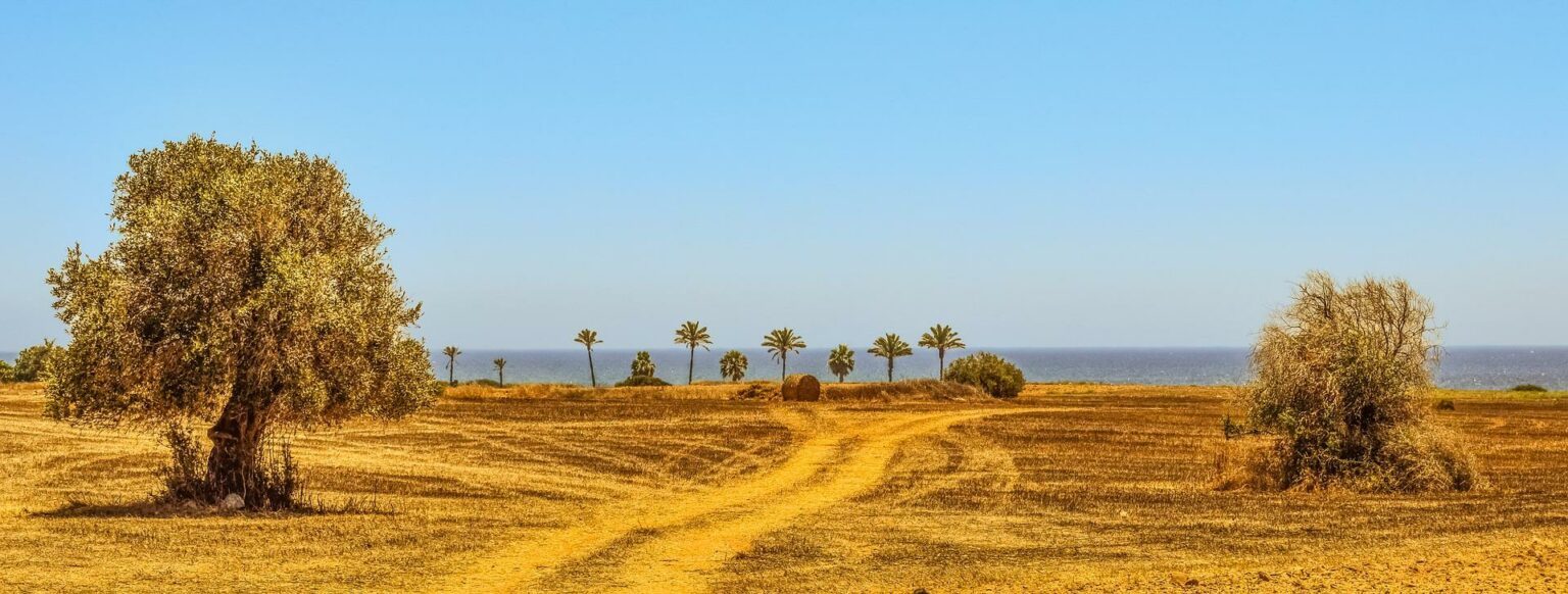 Desertification, The Mediterranean's Invisible Enemy - PRIMA