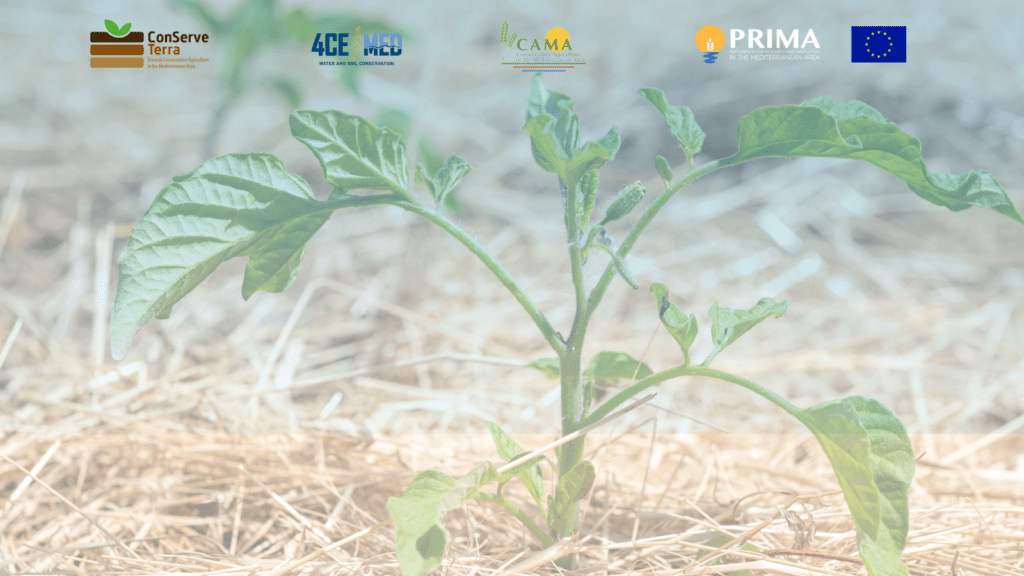Three PRIMA projects are uniting to drive change in conservation agriculture